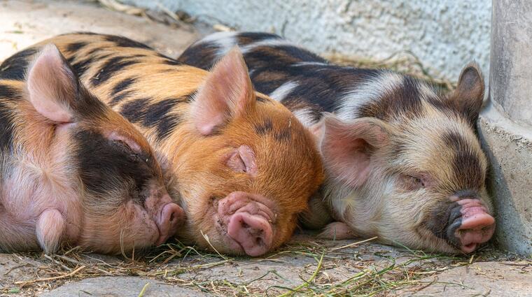 piglets